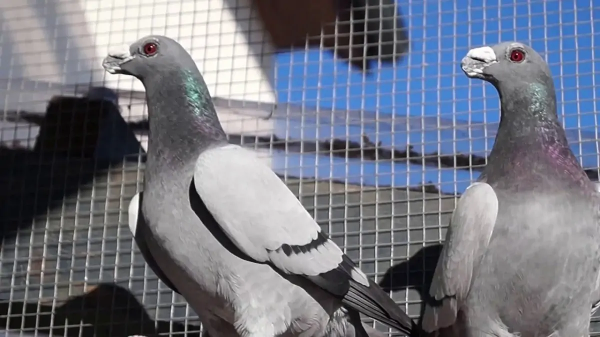 PIGEON CONTROL