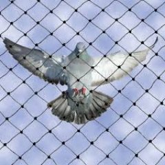 Pigeon Control